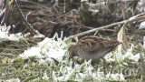 Video of Common Snipe - Eating Common Snipe in the mud lake